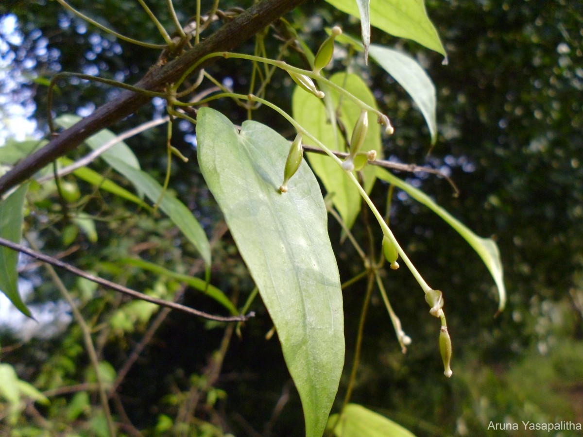 Dioscorea trimenii Prain & Burkill